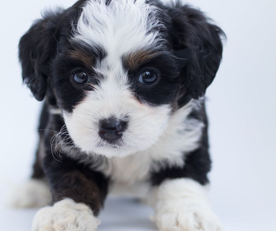 A little puppy sitting cute.