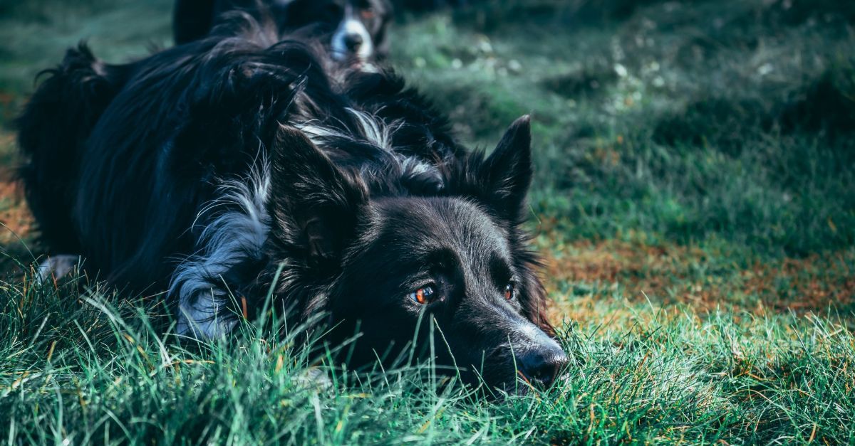 Two Border Collies waiting for their cue.