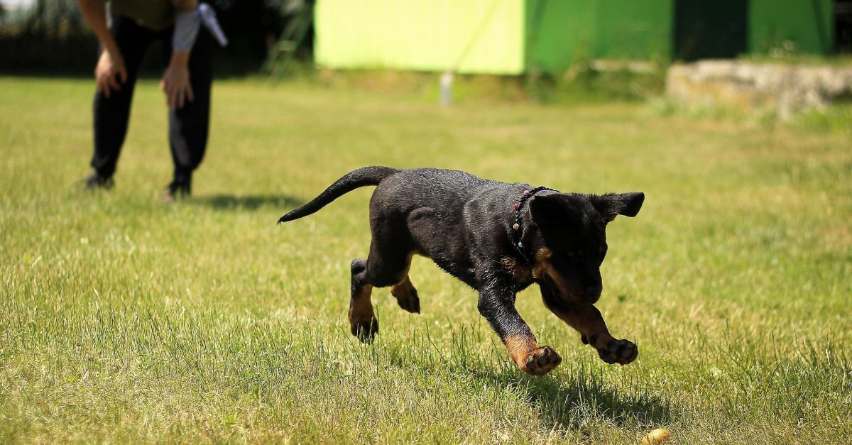 A Rottweiler Puppy chasing a toy.