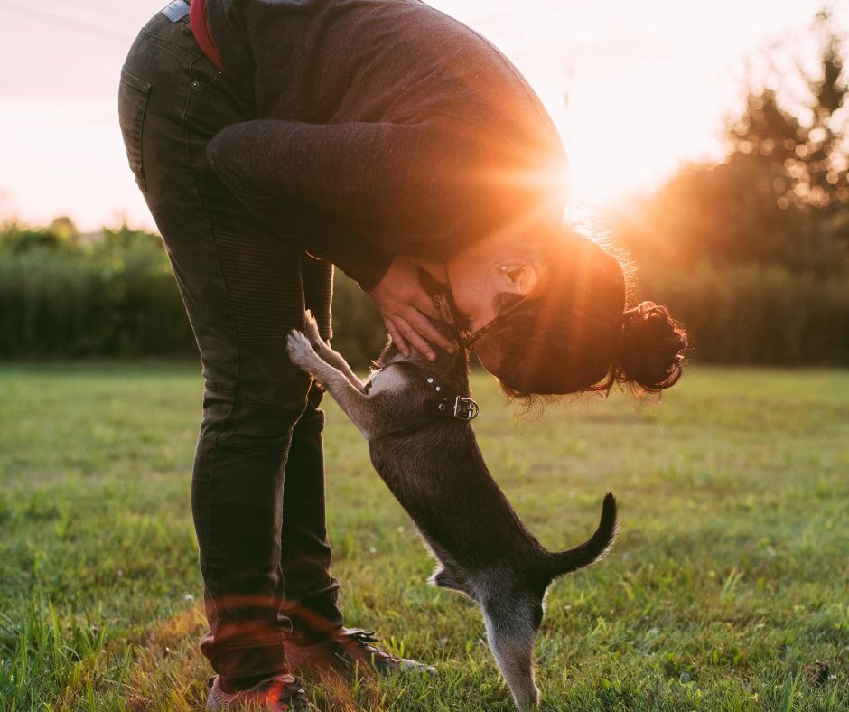 A Dog and their owner embracing in the sunset. 