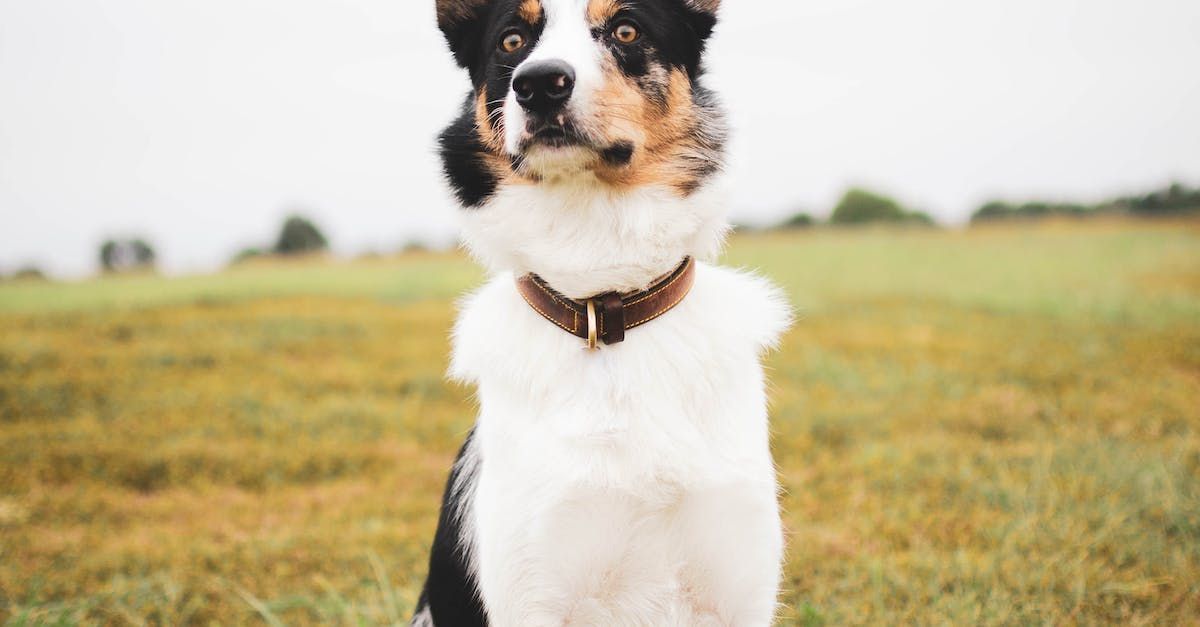 A Border  Collie Dog sitting in a field.