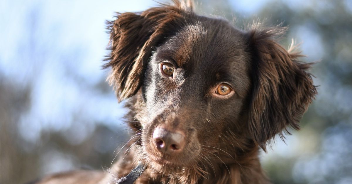 A dog looking intently at the camera.