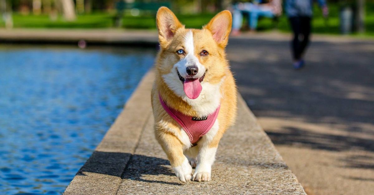 A happy Corgi walking along the water.