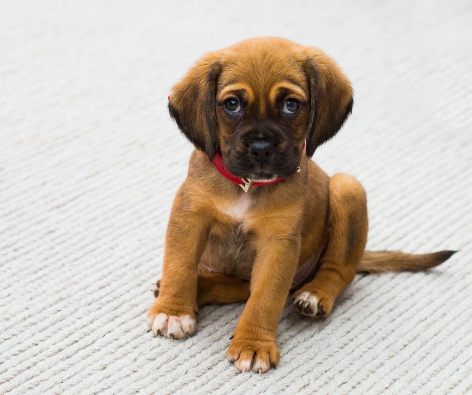 A cute puppy sitting on the ground.