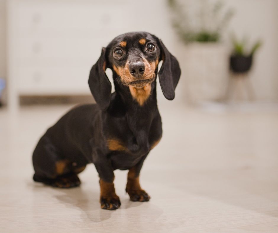 A Weiner Dog puppy sitting waiting for a treat.