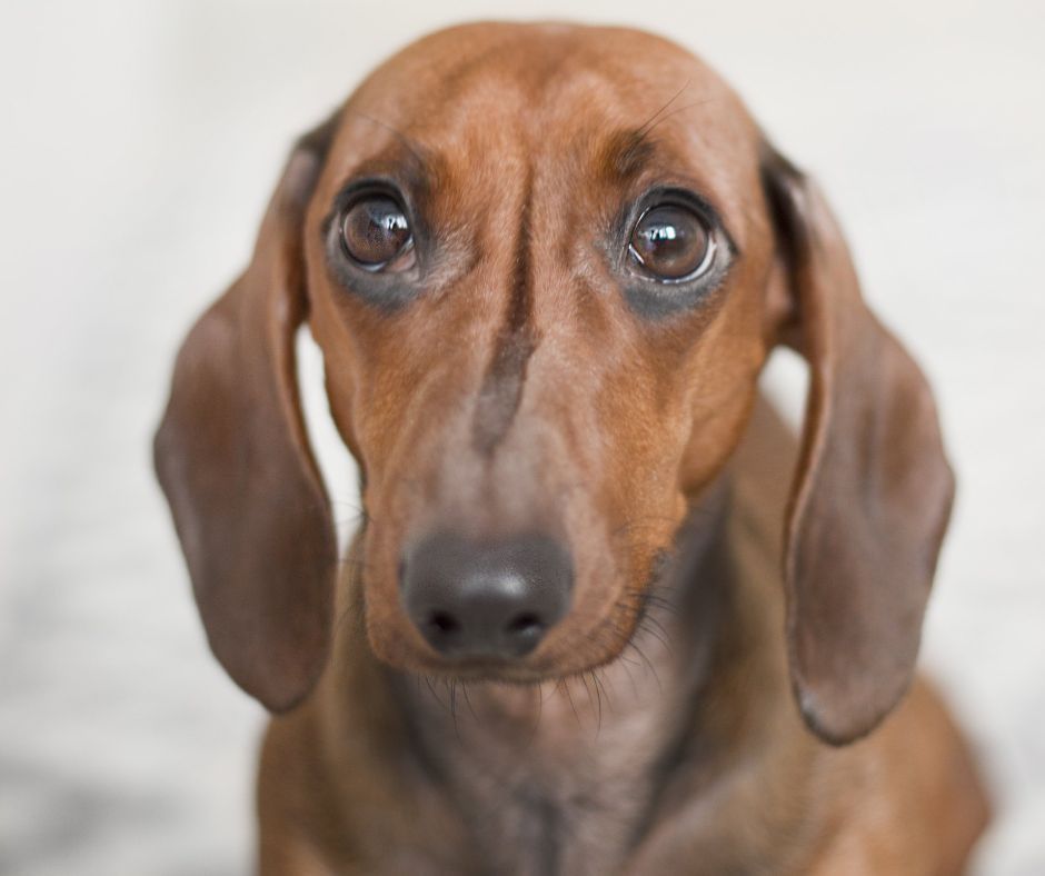 A Weiner Dog looking Sad.