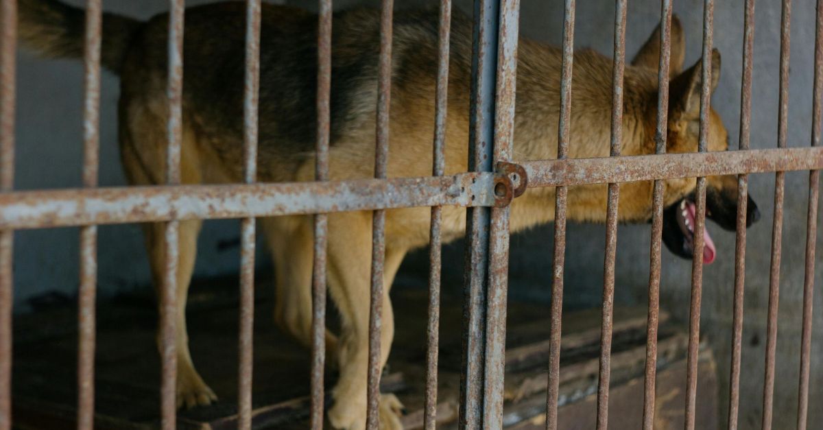 Stressed out German Shepard in a cage.