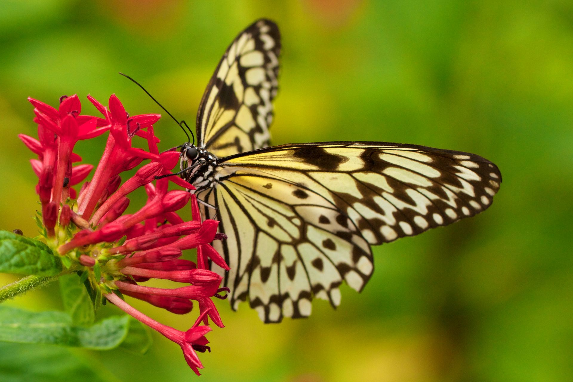 A beautiful butterfly at the Butterfly Rainforest. Learn more about the Butterfly Rainforest at TripAdvisor.