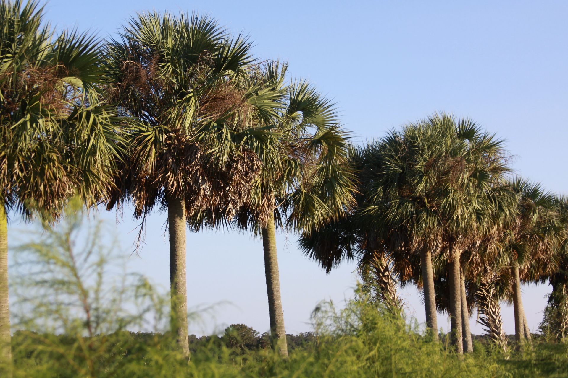 Palm trees on the Cone-Dike Trail in Paynes Prairie State Park.