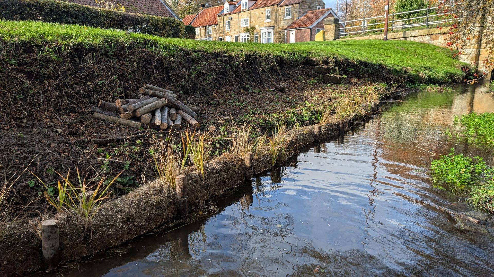 A stream bank reinforced with logs and planted with small reeds, beside a grass verge and a house in the background.