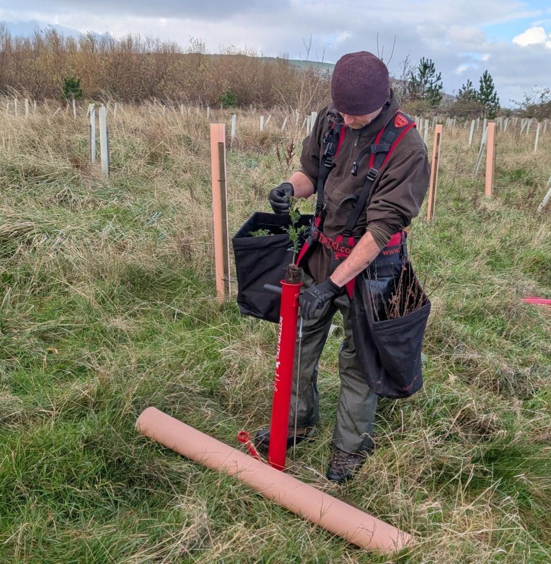 A person in work gear uses a red tree planting tool in a field with wooden stakes and a plastic guard on the grass.