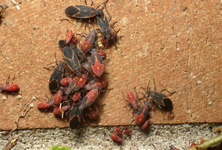 Box Elder Bug & Nymphs