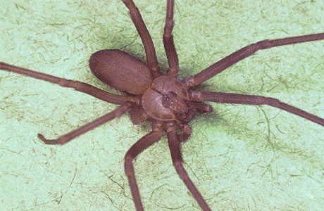 Brown Recluse