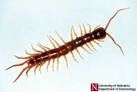 Centipede