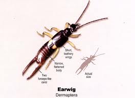 Earwig