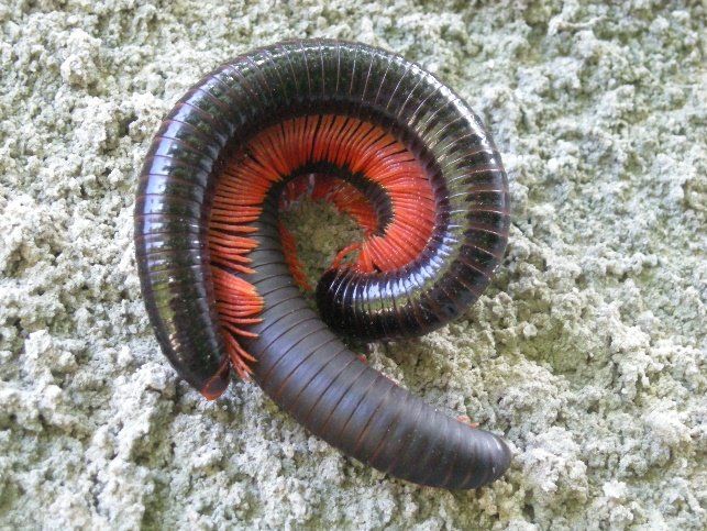 Millipede