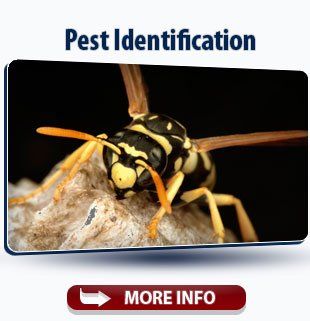 Pest Identification