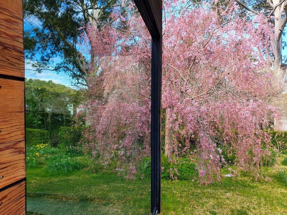 Clean Windows with a Reflection of a Pink Tree — Pressure Cleaning in Mittagong, NSW