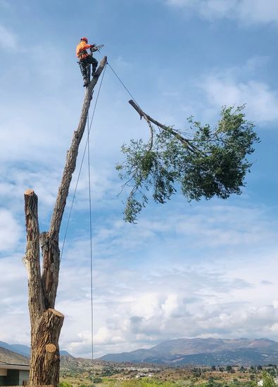 Stump Grinding — Colorado Springs, CO — Mr. Stump Tree Service Stump Grinding — Colorado Springs, CO — Mr. Stump Tree Service
