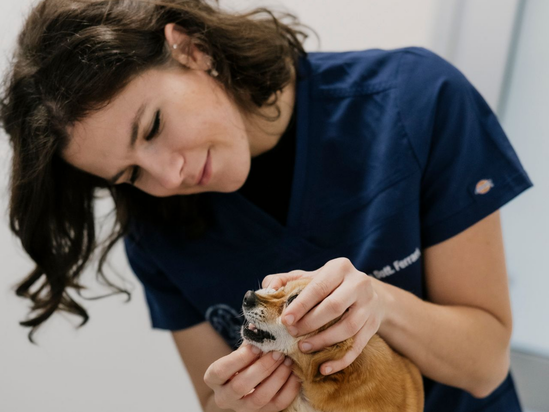 Un veterinario in camice blu esamina la bocca di un piccolo cane marrone su un lettino da visita in un ambiente clinico.
