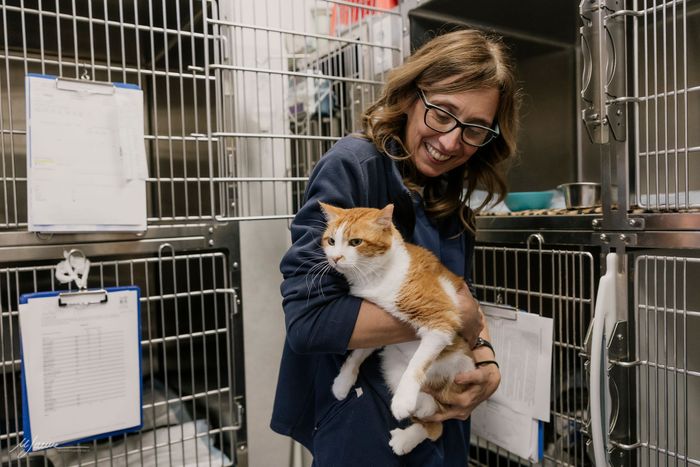 Un veterinario in camice blu esamina la bocca di un piccolo cane marrone su un lettino da visita in un ambiente clinico.