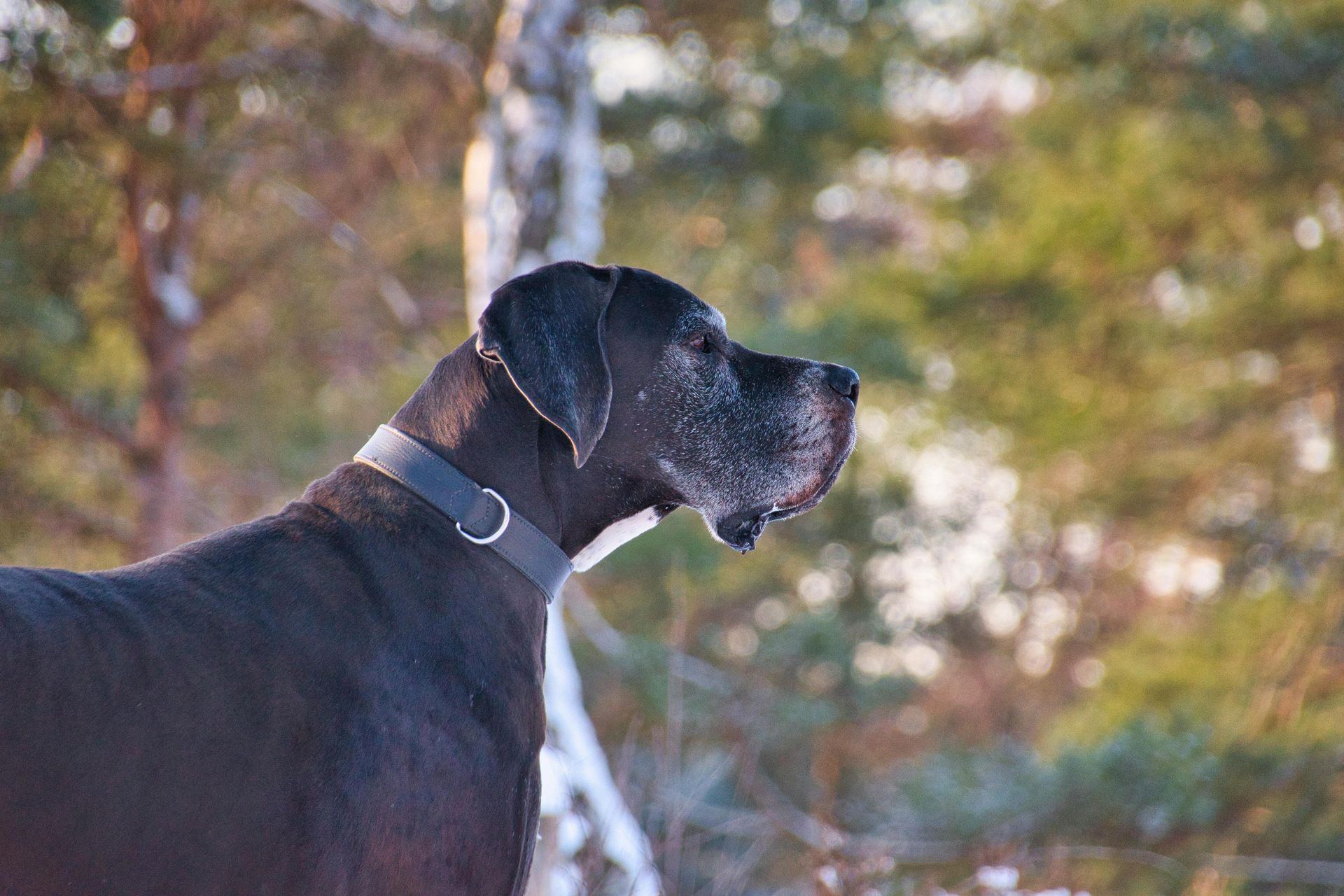 Brown Dogue de Bordeaux dog, side profile, wrinkled face, attentive expression.