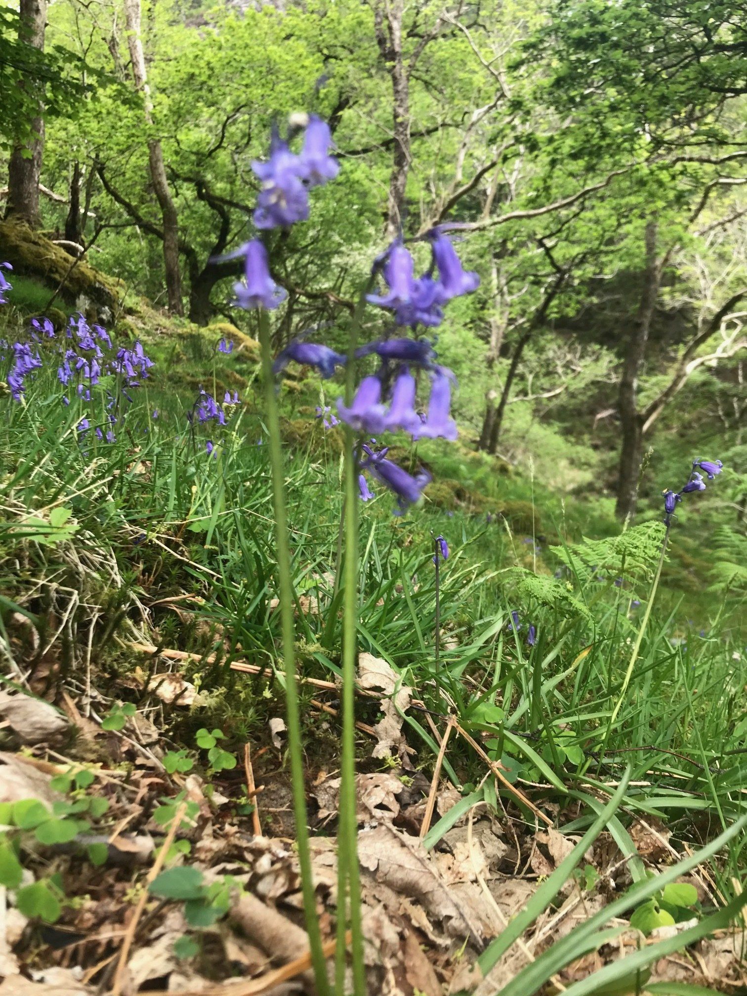 Some of the natural beauty surrounding Cader Idris