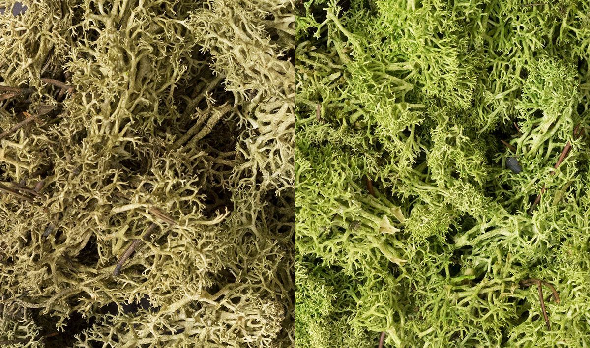 WDS167 Lichen - Light Green Mix