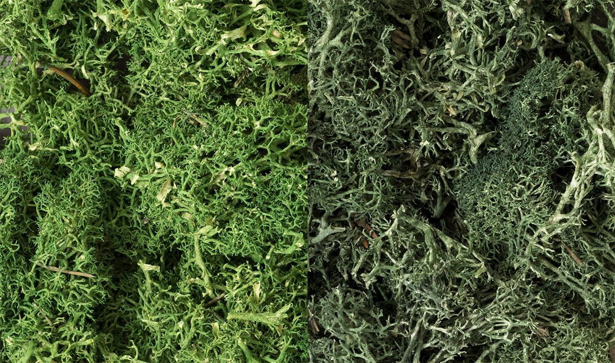 WDS168 Lichen - Dark Green Mix