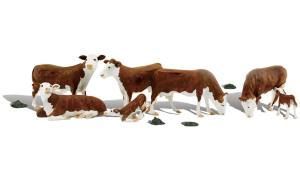 WDS2767 Hereford Cows