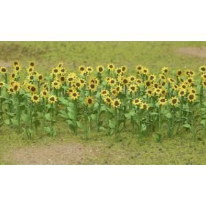 JTT95524  O Sunflowers 2
