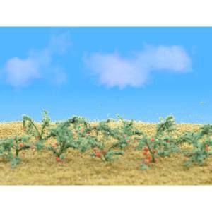 JTT95526 O Tomatoes 1-1/2