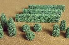 JTT95585  O Boxwood Plants/15pk