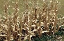 JTT95589 O Dried Corn Stalks 2