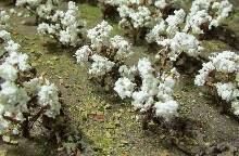 JTT95591 O Cotton Plants/24pk