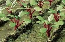 JTT95593 O Rhubarb Plants/18pk