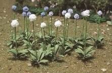 JTT95597  O Allium Gigateum/18pk