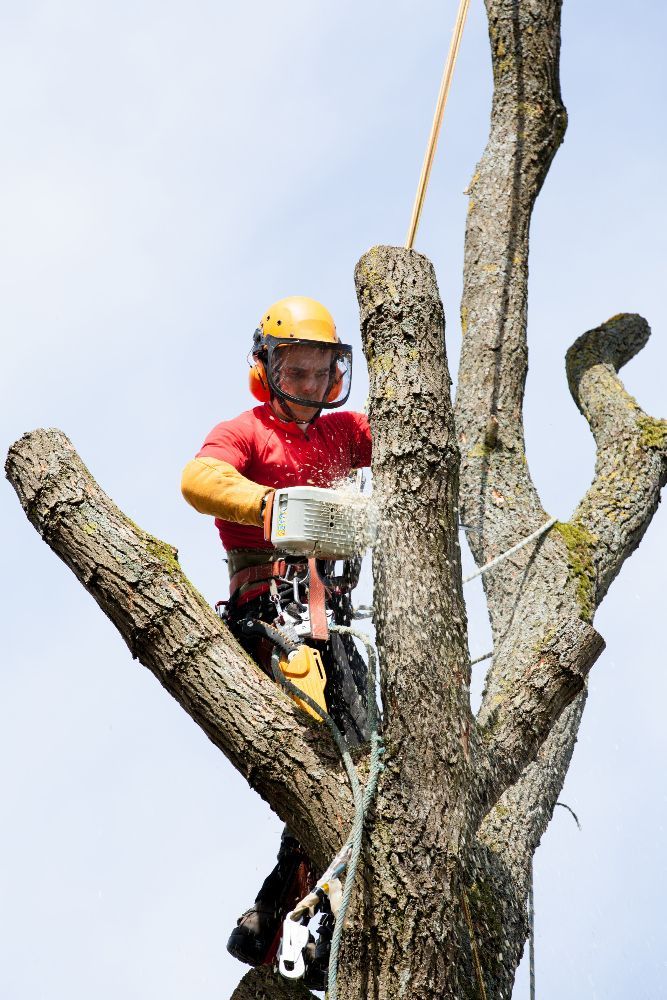 Arborista usando motosserra para cortar um galho de árvore, usando equipamento de segurança em uma árvore, dia ensolarado.