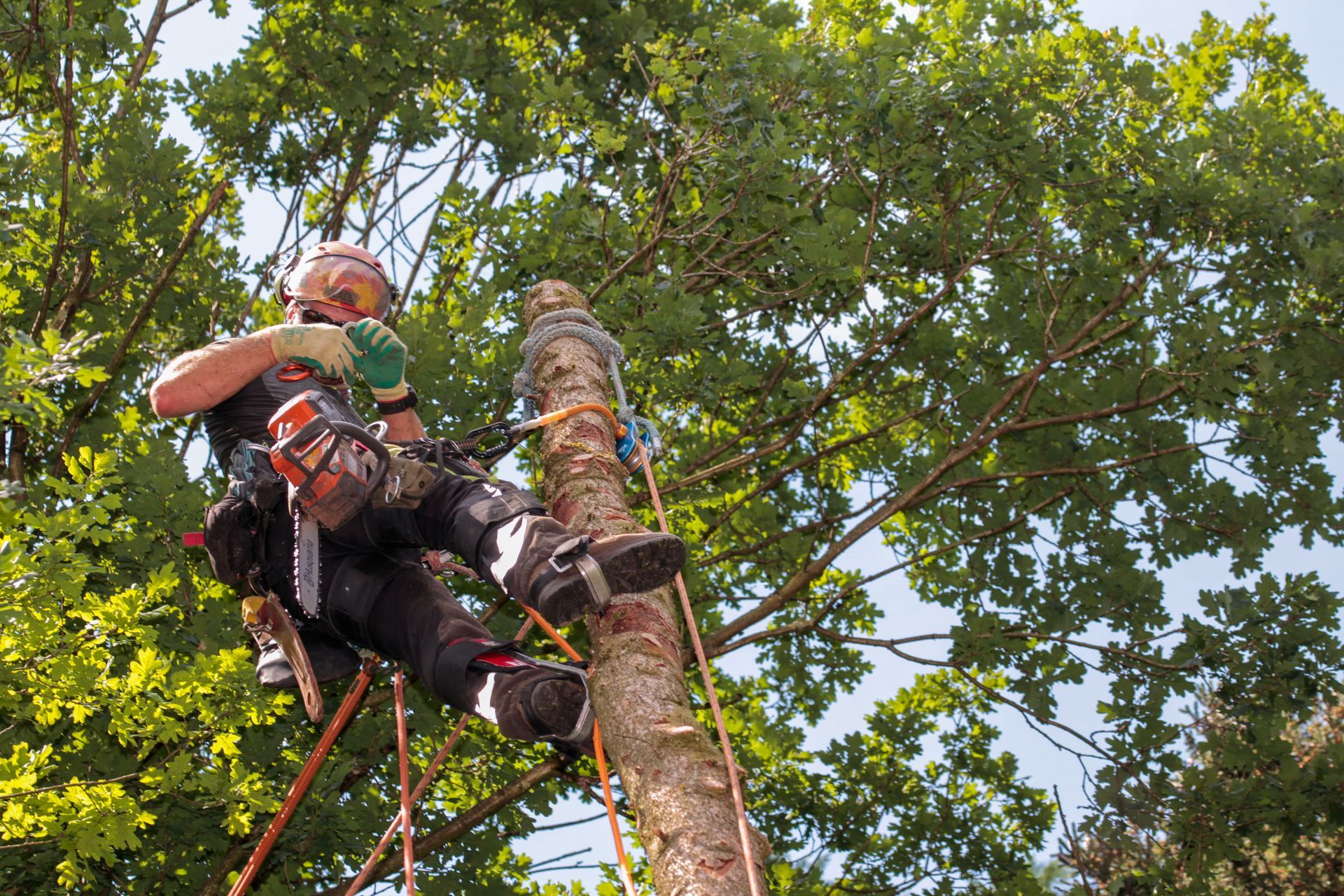Técnico da ARVOSEG realizando poda de árvore em Florianópolis com EPIs e cordas