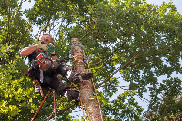Técnico da ARVOSEG realizando poda de árvore em Florianópolis com EPIs e cordas