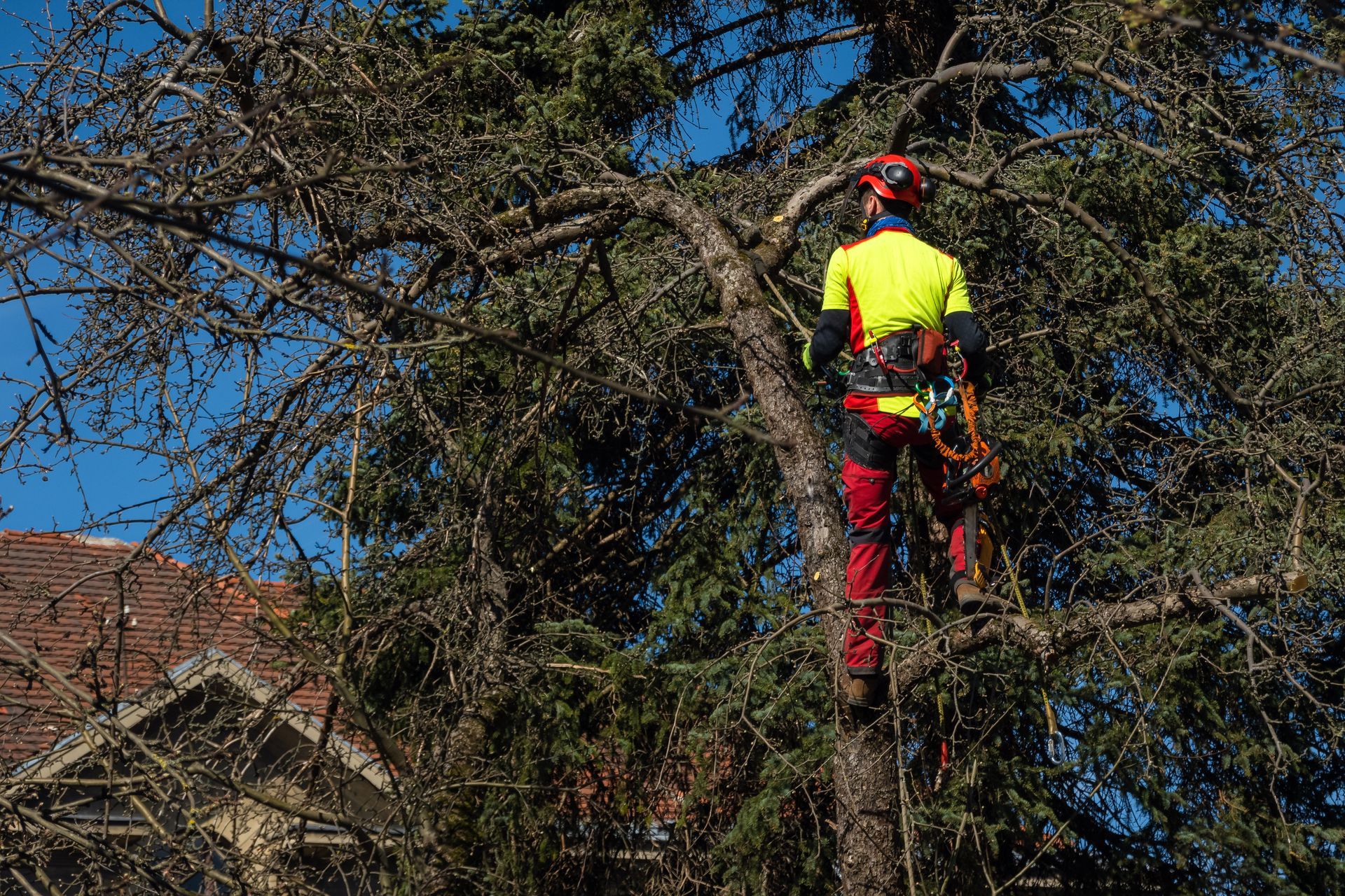 Arborista com equipamento de segurança podando uma árvore contra um céu azul e uma casa.