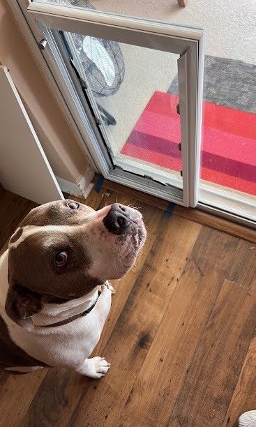 Professional in-glass pet door installation in existing sliding glass door frame.