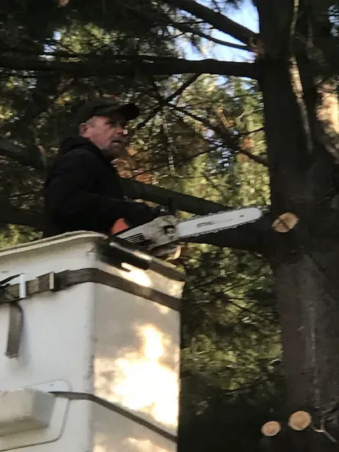A man is cutting a tree with a chainsaw