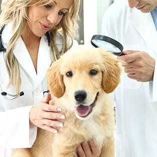 Veterinary medicine title=