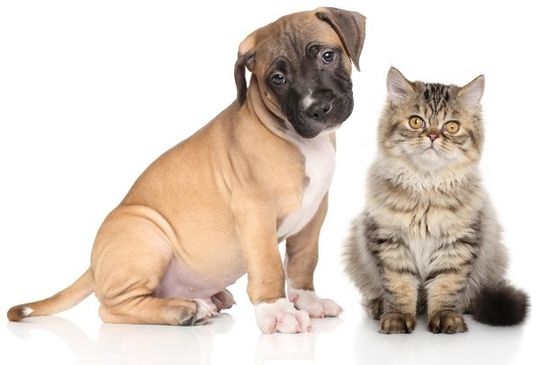 veterinary pharmacy veterinary pharmacy