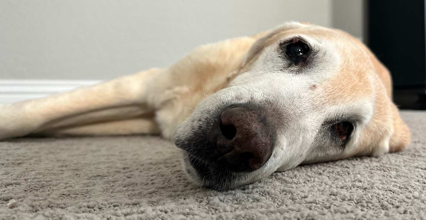 A photo of Reed  laying with his head on the floor.