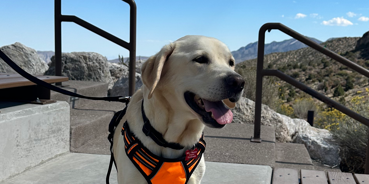 A dog wearing an orange harness is sitting on a set of stairs.