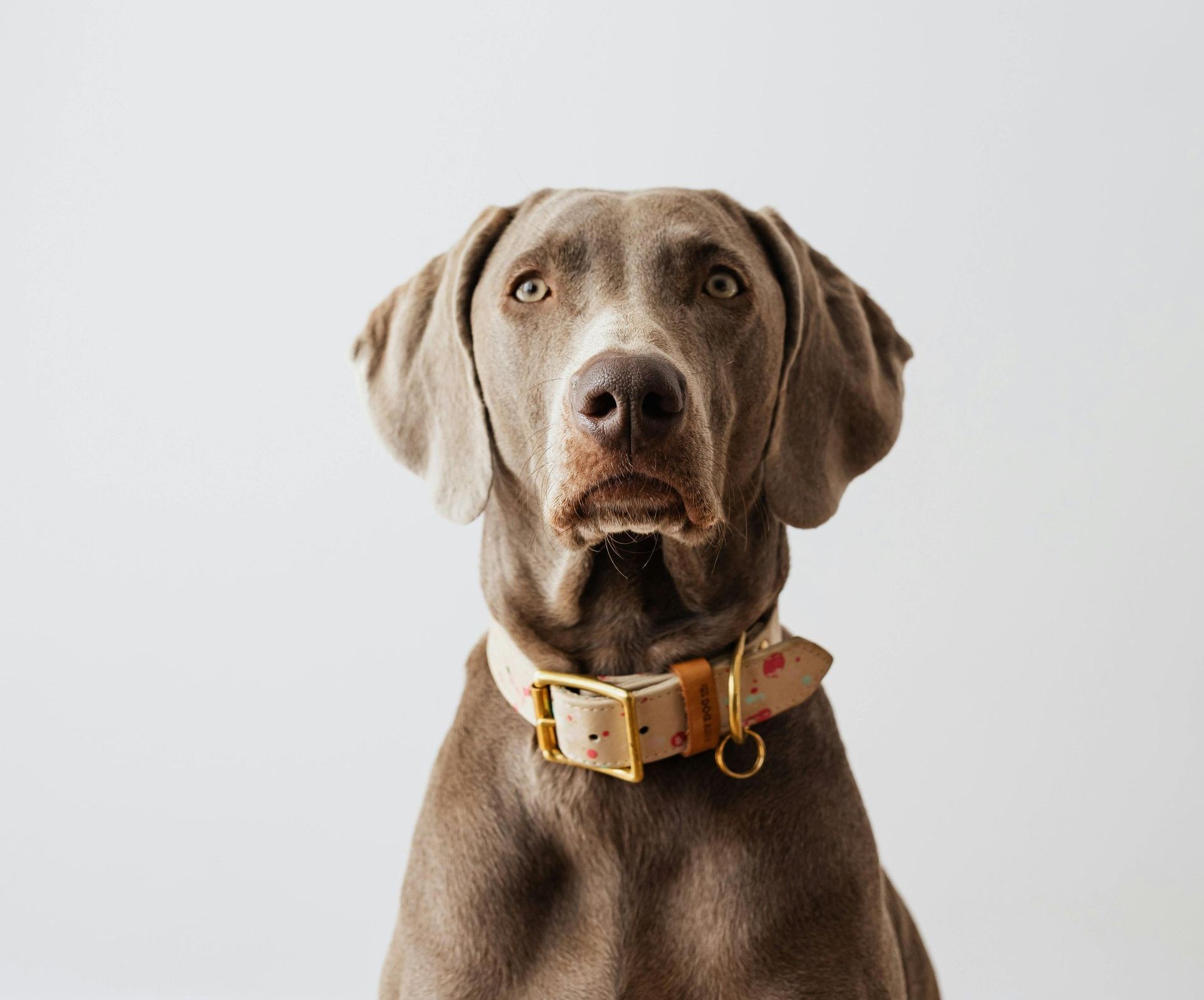 a brown dog wearing a tan collar is looking at the camera .