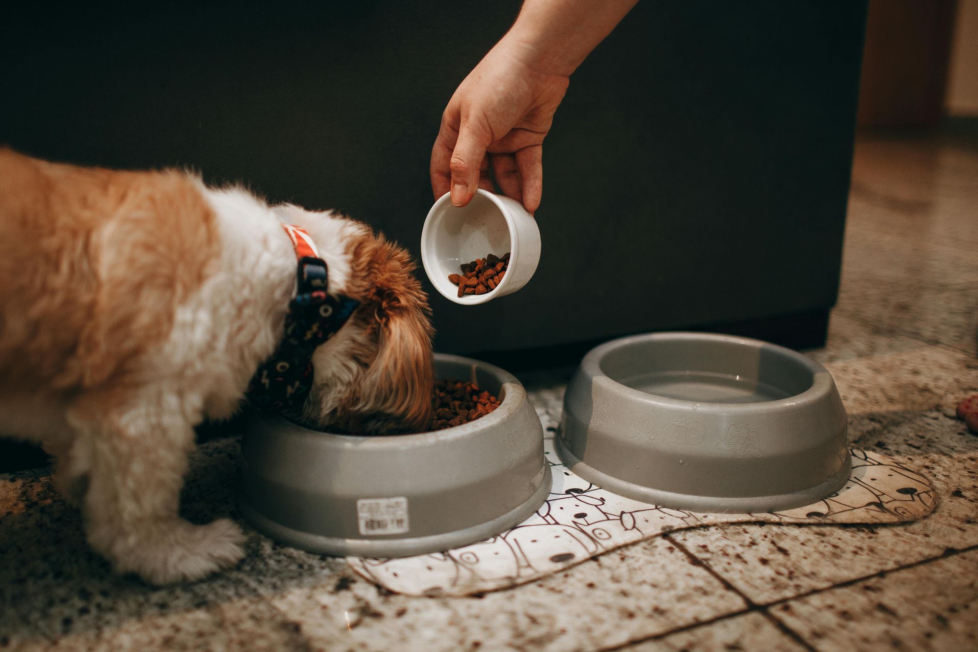 A person is feeding a dog from a bowl.