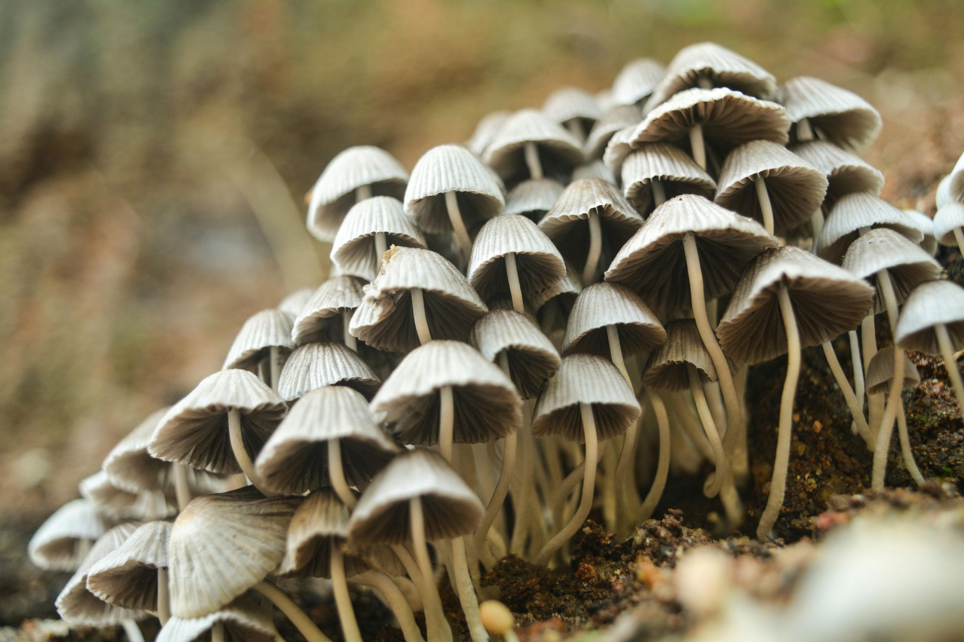 A bunch of mushrooms are growing on the ground